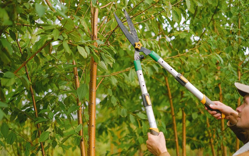 Tree trimming in Sigourney, IA